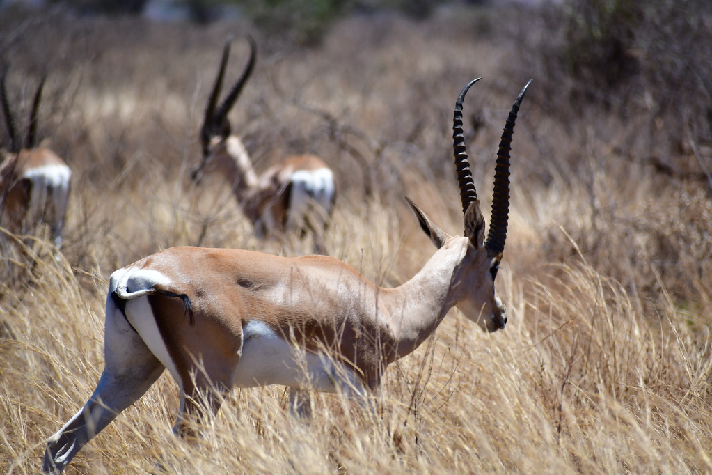 Buffalo Springs Nat. Reserve